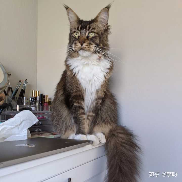 有人养长毛的狸花猫吗?真的长得像缅因猫吗?