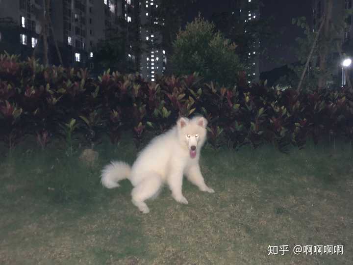 狗妖附身