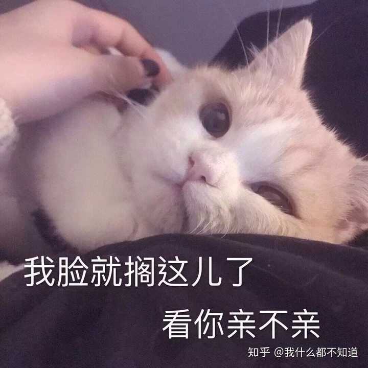 有哪些适合情侣之间的表情包?