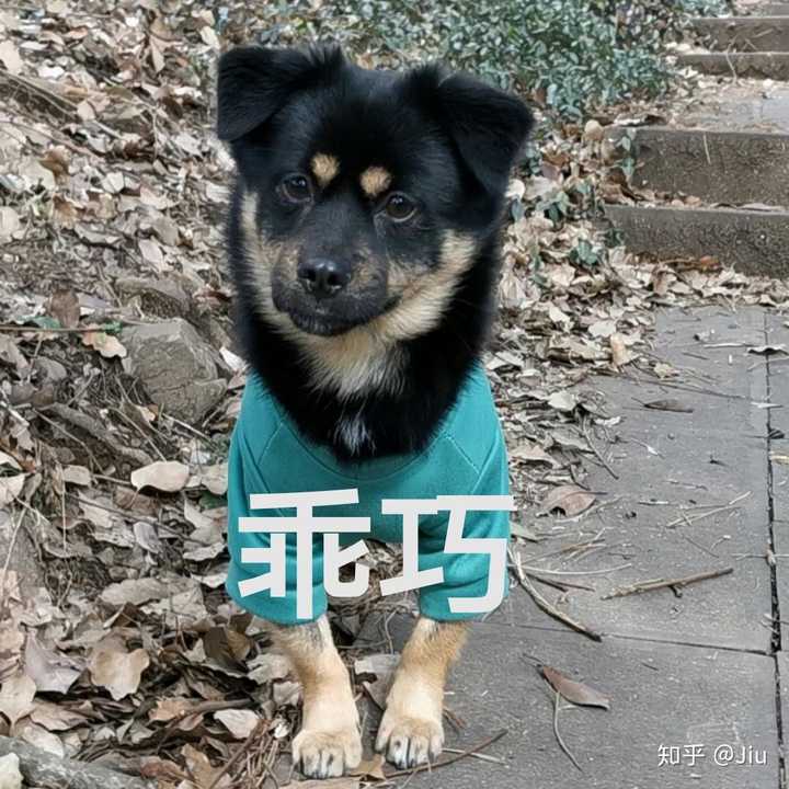 送狗崽子表情包