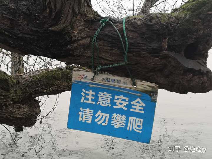 西湖送命景:请勿攀爬 在线举报爬树!