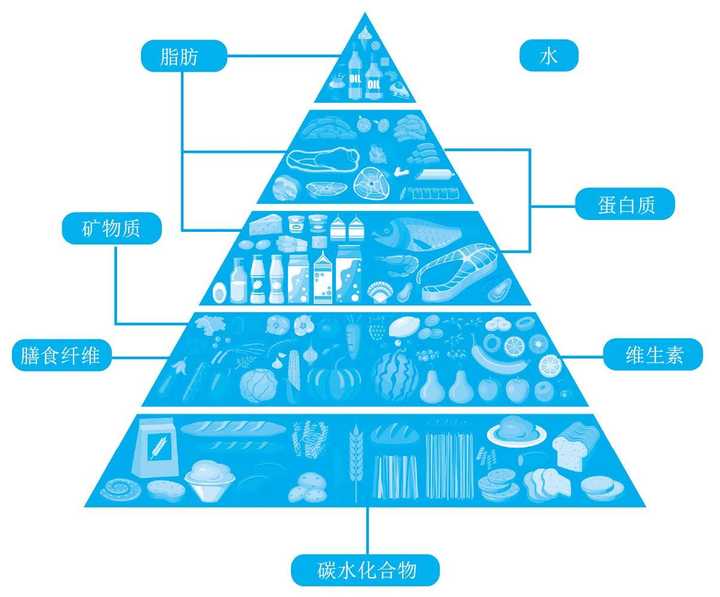 7 种营养素包括蛋白质,脂肪,碳水化合物,水,矿物质,维生素和膳食纤维