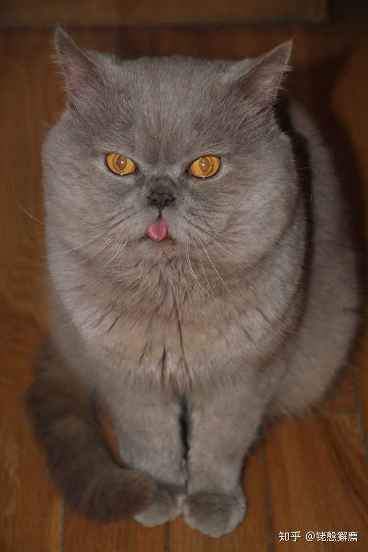 蓝猫的颜值可以有多高?