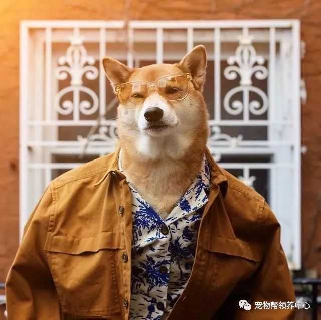 知乎大神有没有跟这个类似的柴犬穿衣服的头像?