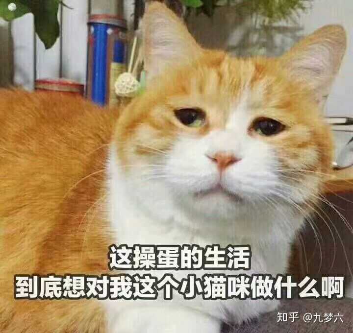 可惜学生党买不起也养不起!