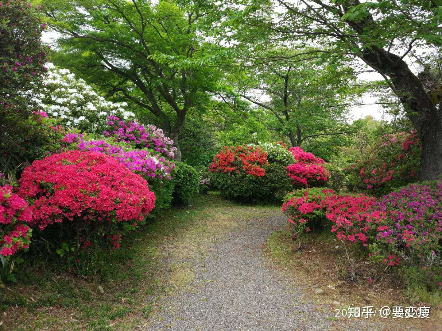 繁花似锦