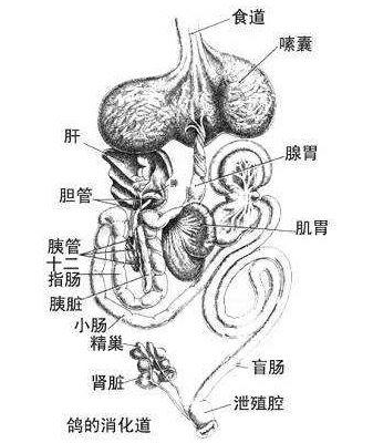 鸽子器官结构图