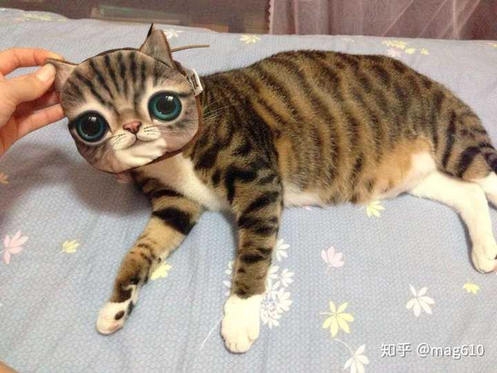 中国狸花猫有什么优缺点呢?