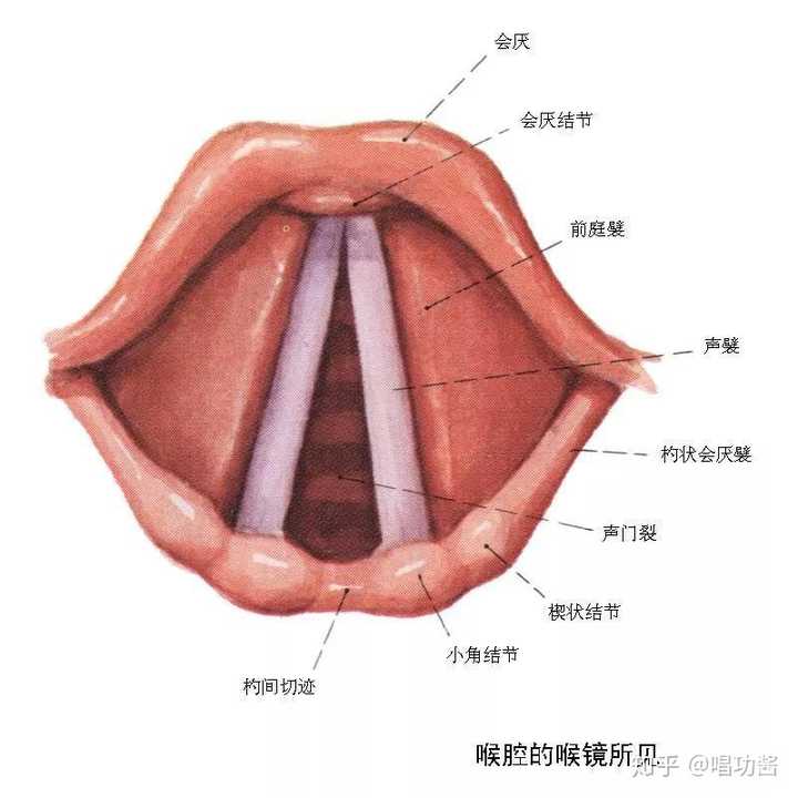 大家看看下面的解剖图就会知道,声带是两片薄薄的白色膜.