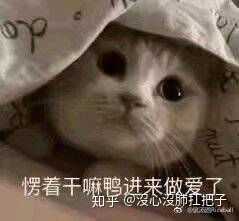 你们有哪些骚气的表情包?