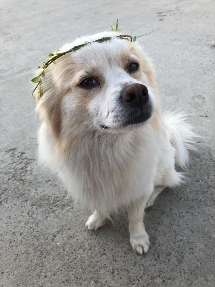 养中华田园犬是怎样一种体验?