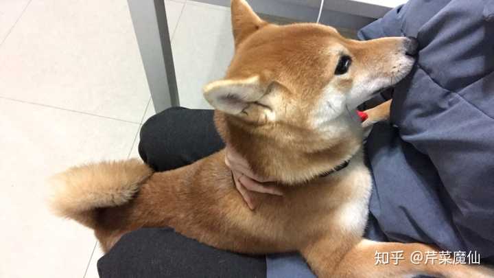 快四个月的柴犬脸很尖正常吗