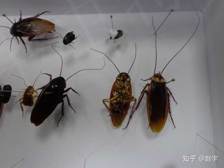 我国室内常见的蟑螂有5种:德国小蠊,黑胸大蠊,美洲大蠊,澳洲大蠊和