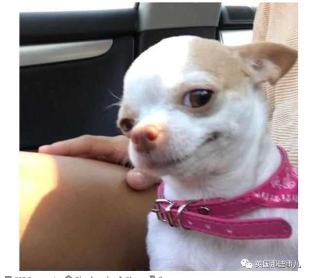 有哪些看起来就很沙雕的头像?