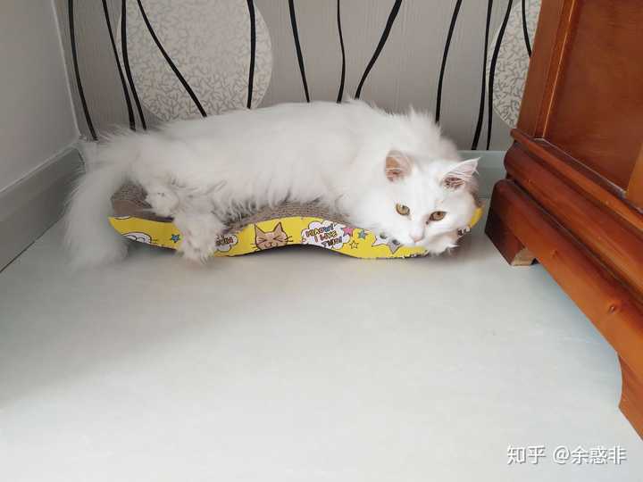 喵星人有多狡猾?