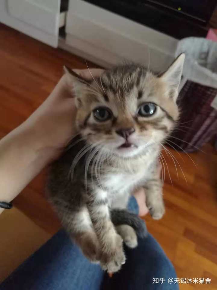 有哪些超级可爱的狸花猫的照片或视频
