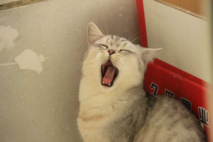 能分享一下你家猫咪打哈欠的照片或者视频吗?