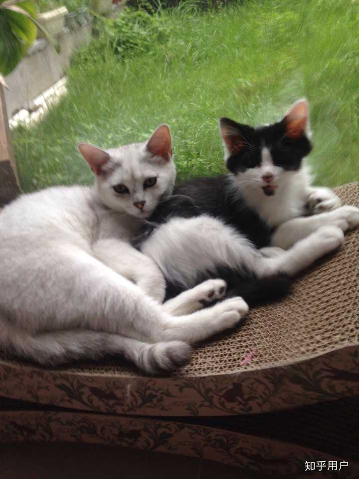 养品种猫和土猫的体验会有多大不同?