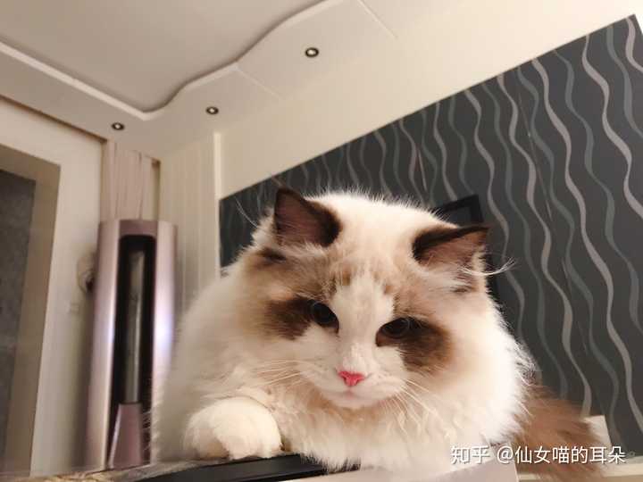 小小布偶猫玩羽毛多卖力 又长大了一些后 家养一窝布偶猫会是什么既
