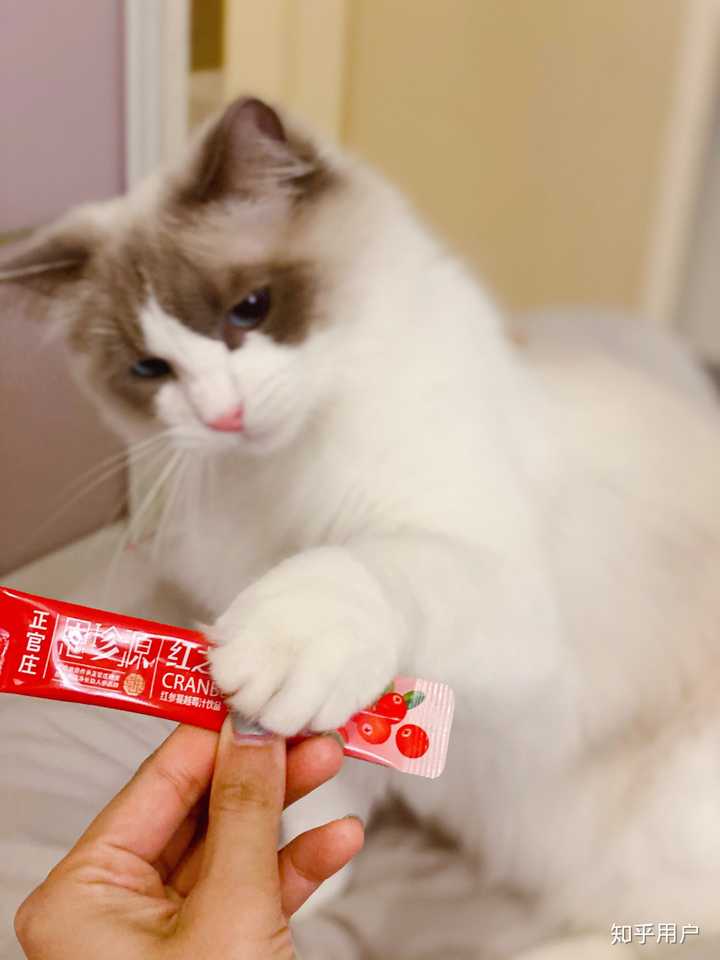 上海有哪些正规的布偶猫舍?