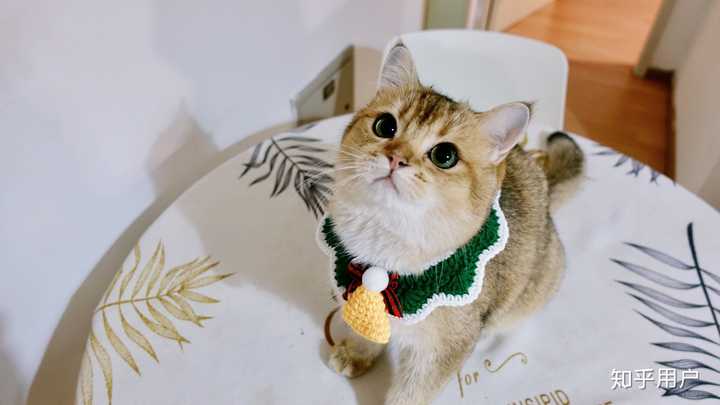 请问养一只金渐层猫是怎样的感觉?