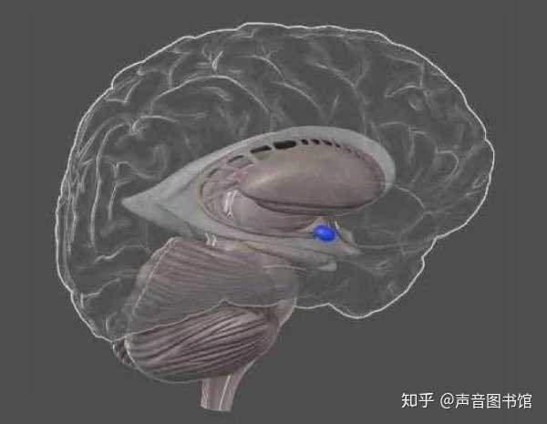 为什么我听到泡沫摩擦,指甲划黑板的声音会难受?