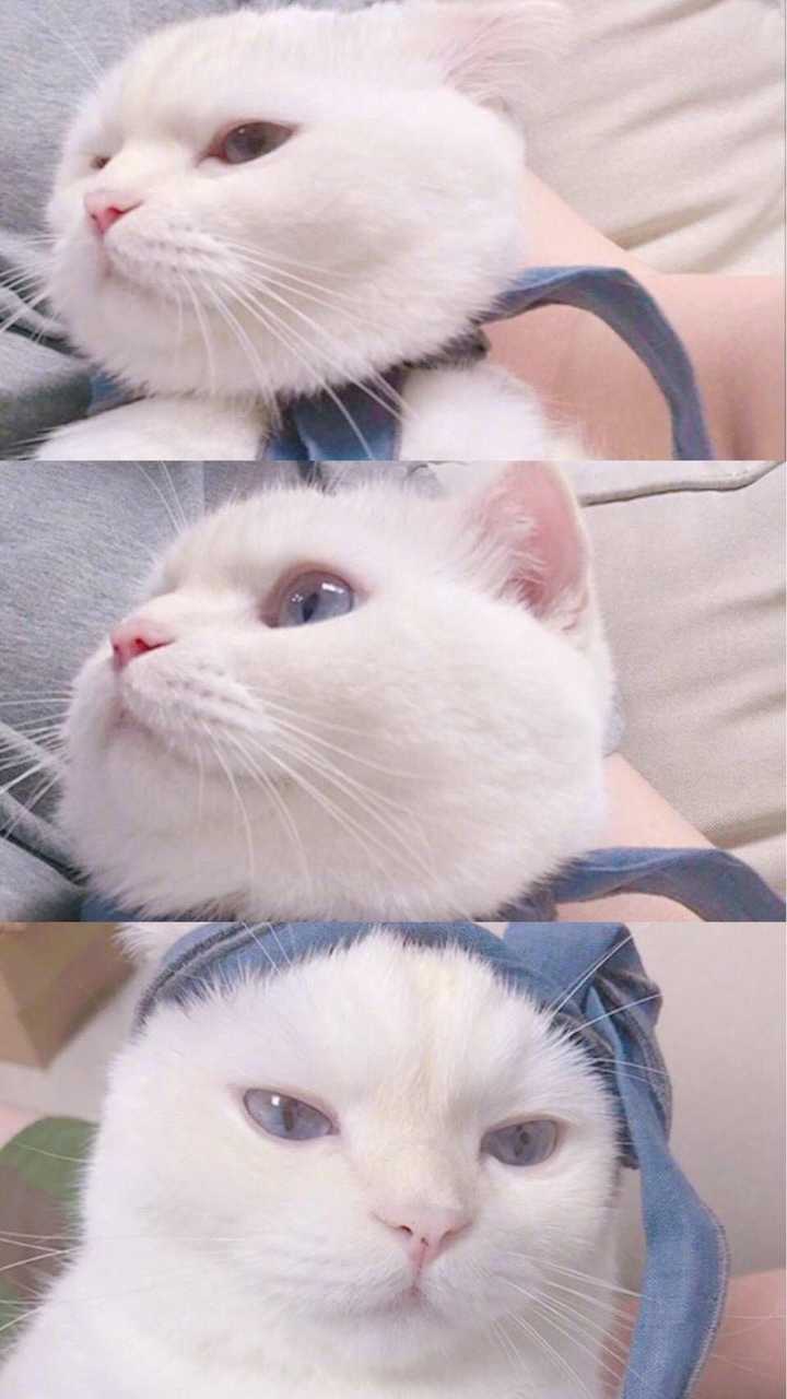有没有可爱的猫咪壁纸?