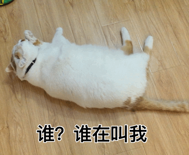万能表情包?excuse me,当然要举爪我们可爱的楼楼小猫咪了.