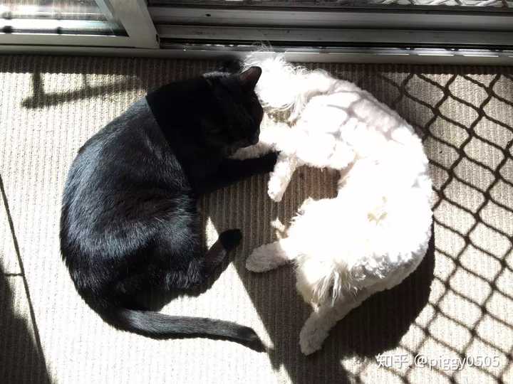 猫和狗真的能好好相处吗