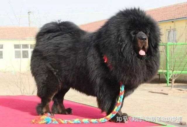 藏獒为什么受到追捧,是因为凶猛吗?