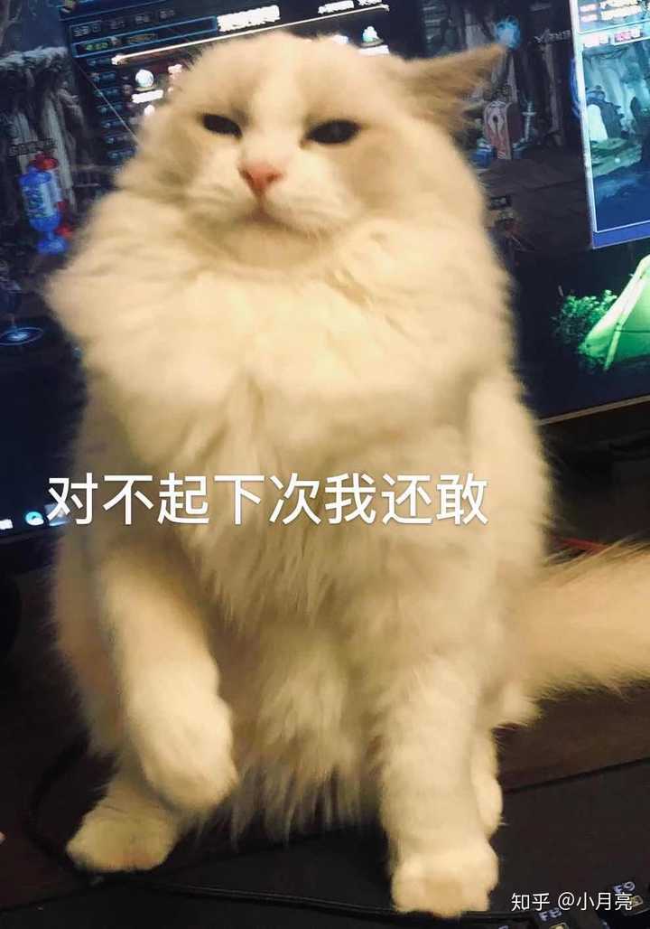 买了一只猫,很乖很好,突然不想养了怎么办?