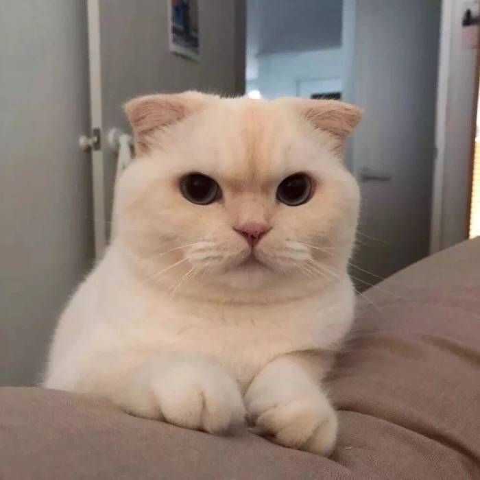 有那种憨憨的情侣头像吗?