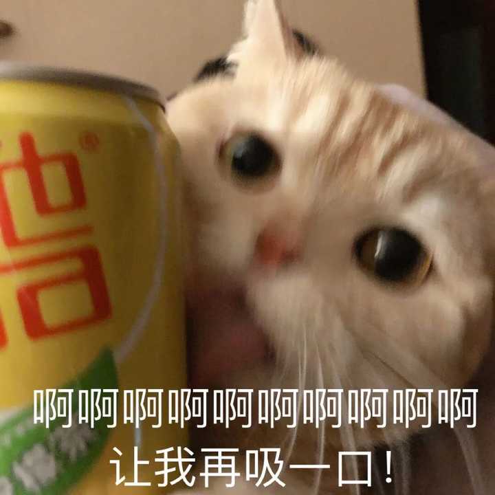 有没有猫抱着饮料的头像