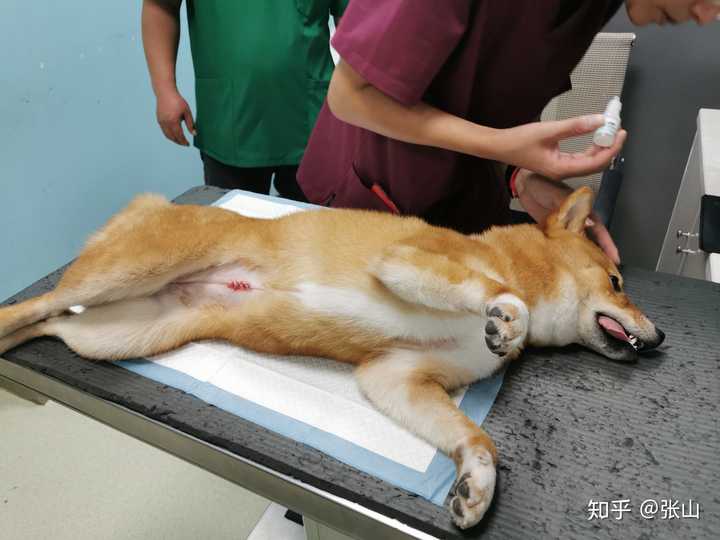 柴犬一点都不亲人怎么办啊?