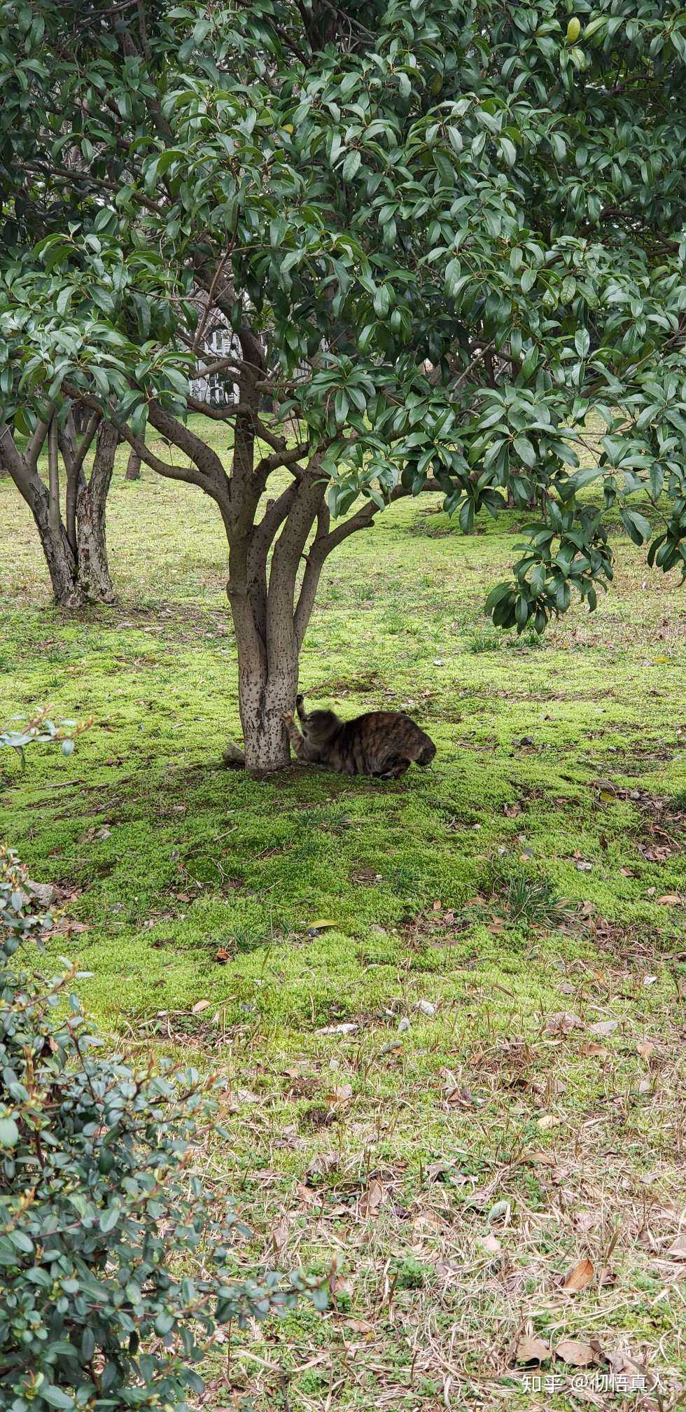 野狸猫