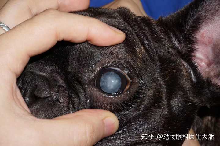 上图是狗狗眼睛角膜发白是角膜水肿导致,这种情况就需要滴眼药水就
