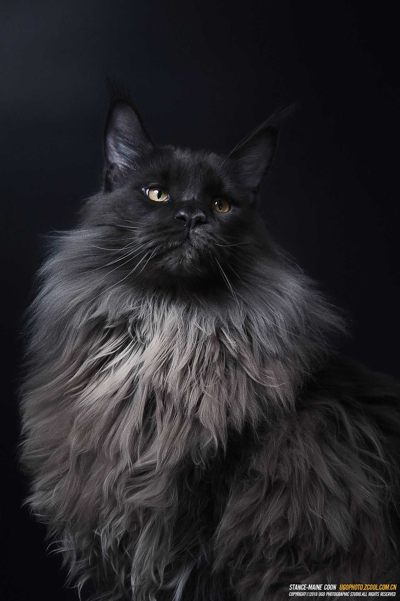  p> /p> hr> p>缅因猫. /p> p>猫中巨无霸,可以长到20斤的样子.