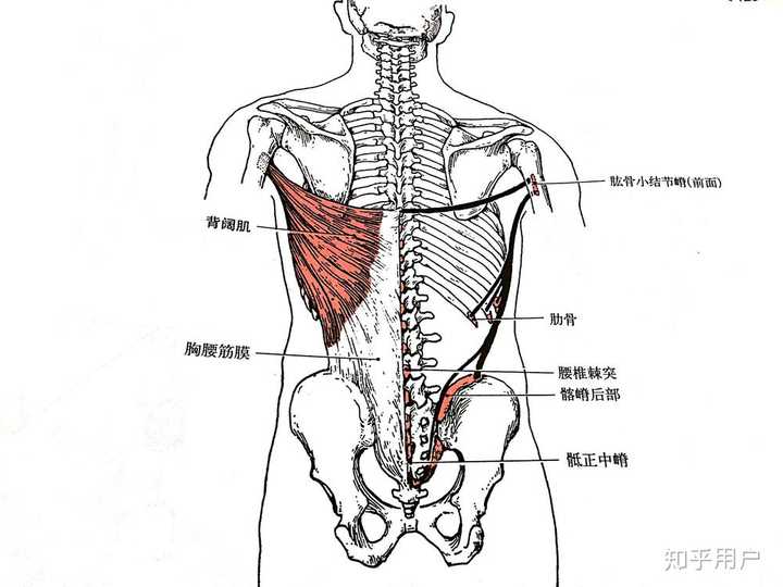 2,背阔肌