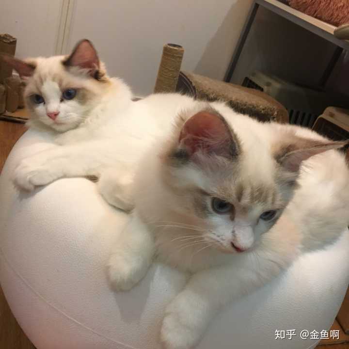 你们家的猫都叫什么名字,又有什么有趣的故事?