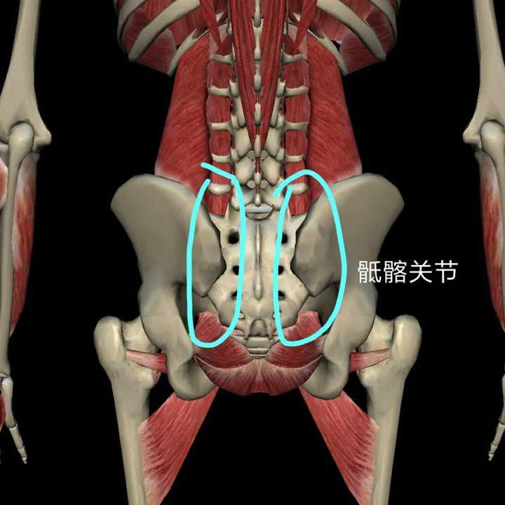 瑜伽中,卷尾骨到底正不正确?