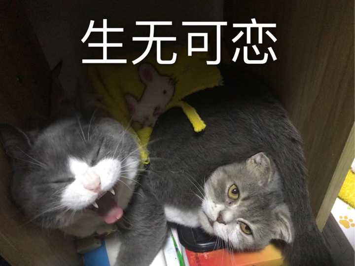 你的猫咪生无可恋的表情是怎样的?