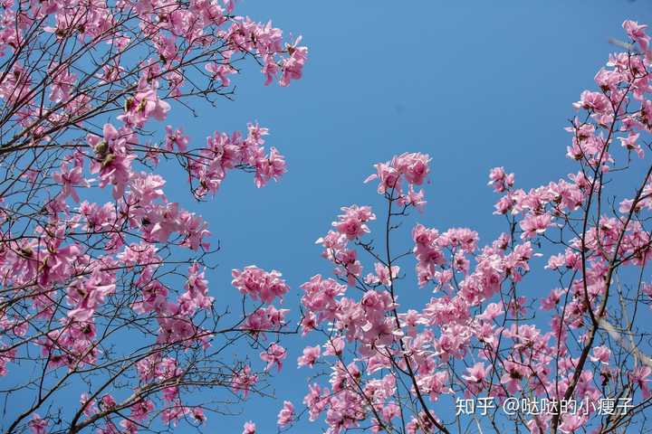 绵阳最近哪里赏花不错?