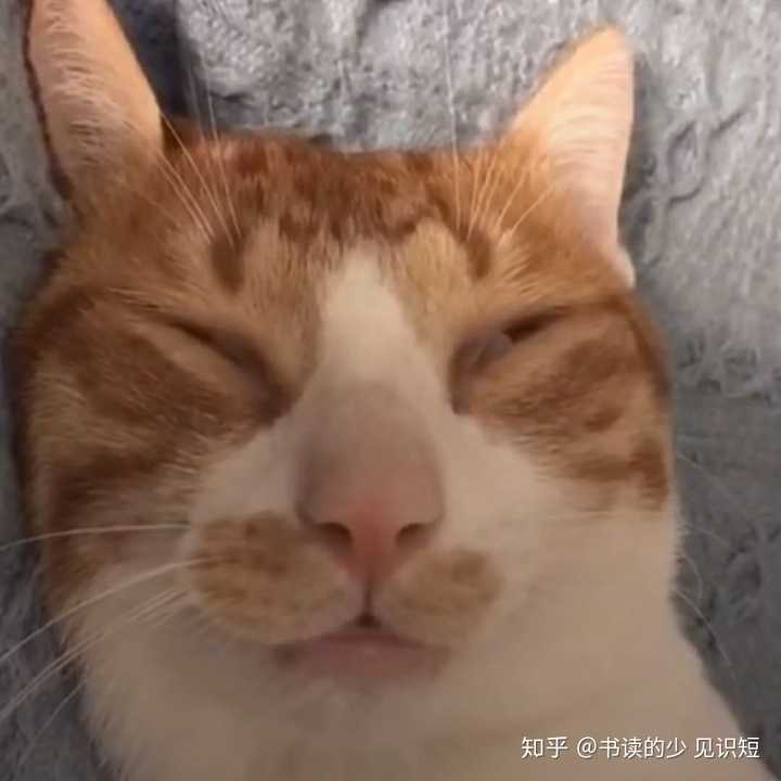 有哪些沙雕的微信头像?
