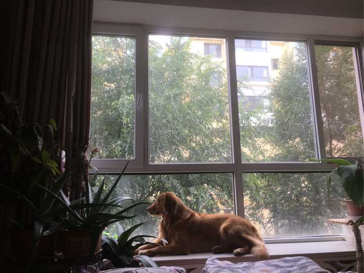 昨天大扫除的时候,我家狗狗反常地趴在窗台上,若有所思地注视着窗外.