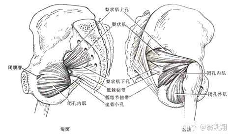 先来分析一下,髋肌,它又是盆带肌群,有前后两群.