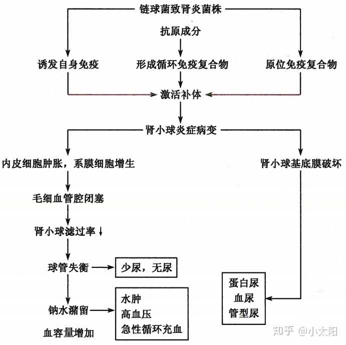 急性肾小球肾炎发病机制【1】