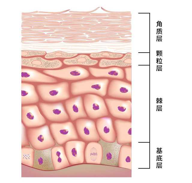 皮肤每时每刻都在进行新陈代谢,皮肤基底层产生的角质细胞,不断地