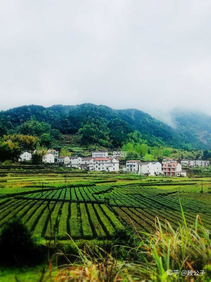 湖北-黄冈-英山 茶园里