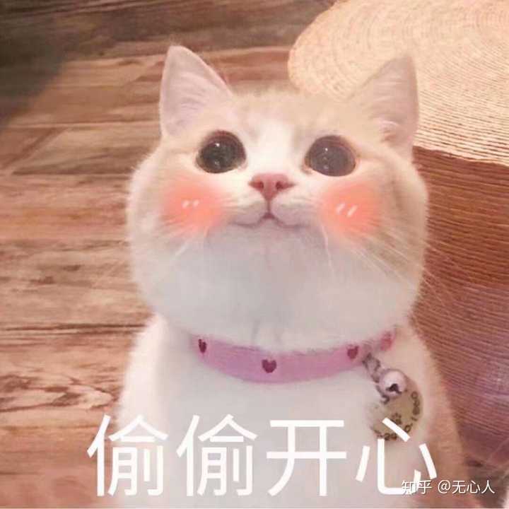 有哪些可爱到哭泣的猫咪图片或者表情包?