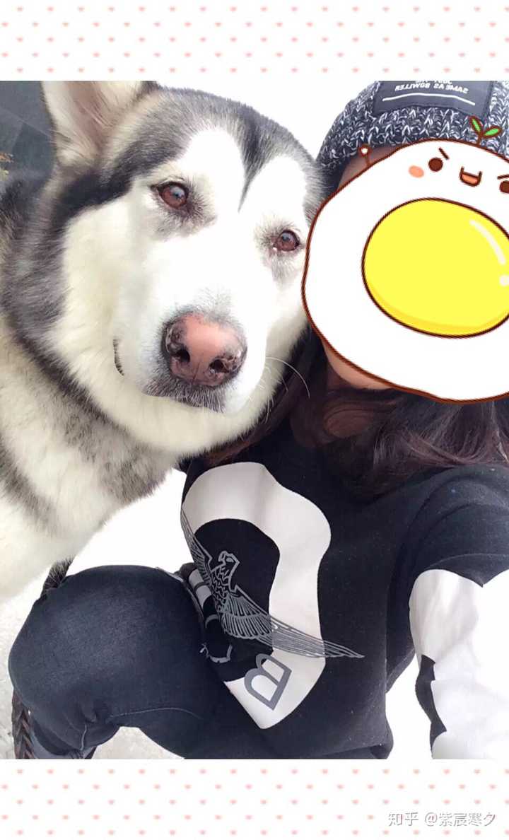阿拉斯加雪橇犬几个月算成年?
